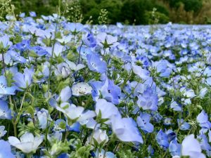 高崎東町店 Gwにオススメ 当店スタッフが教える県内一押しスポット 高崎東町店 Gtoyota Com 群馬トヨタ 高崎東町店 Gwにオススメ 当店スタッフが教える県内一押しスポット 高崎東町店 Gtoyota Com 群馬トヨタ